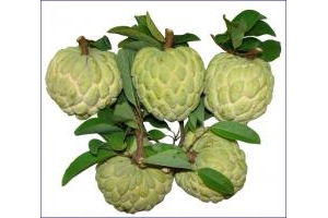 Đặc Sản Mãng Cầu Tây Ninh