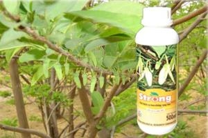 KV3 -Ra Hoa Mãng Cầu