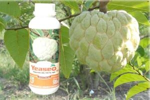 KV4-Lớn Trái Mãng Cầu