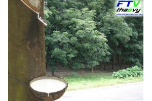 Phân Bón Cao Cấp Cho Cây Cao Su