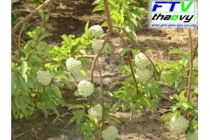 Phân Bón Cho Cây Mãng Cầu