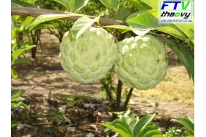 Sản vật quý vùng đất Tây Ninh